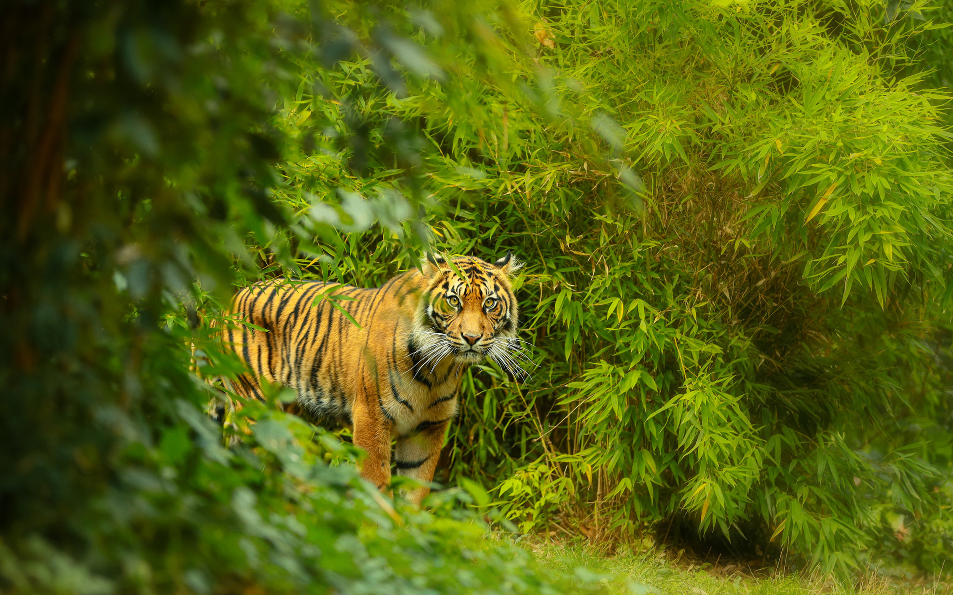 Jungle tiger. Амурский тигр фото. Амурский тигр в лесу. Амурский тигр i bengalskii Tigr. Тигр в джунглях.