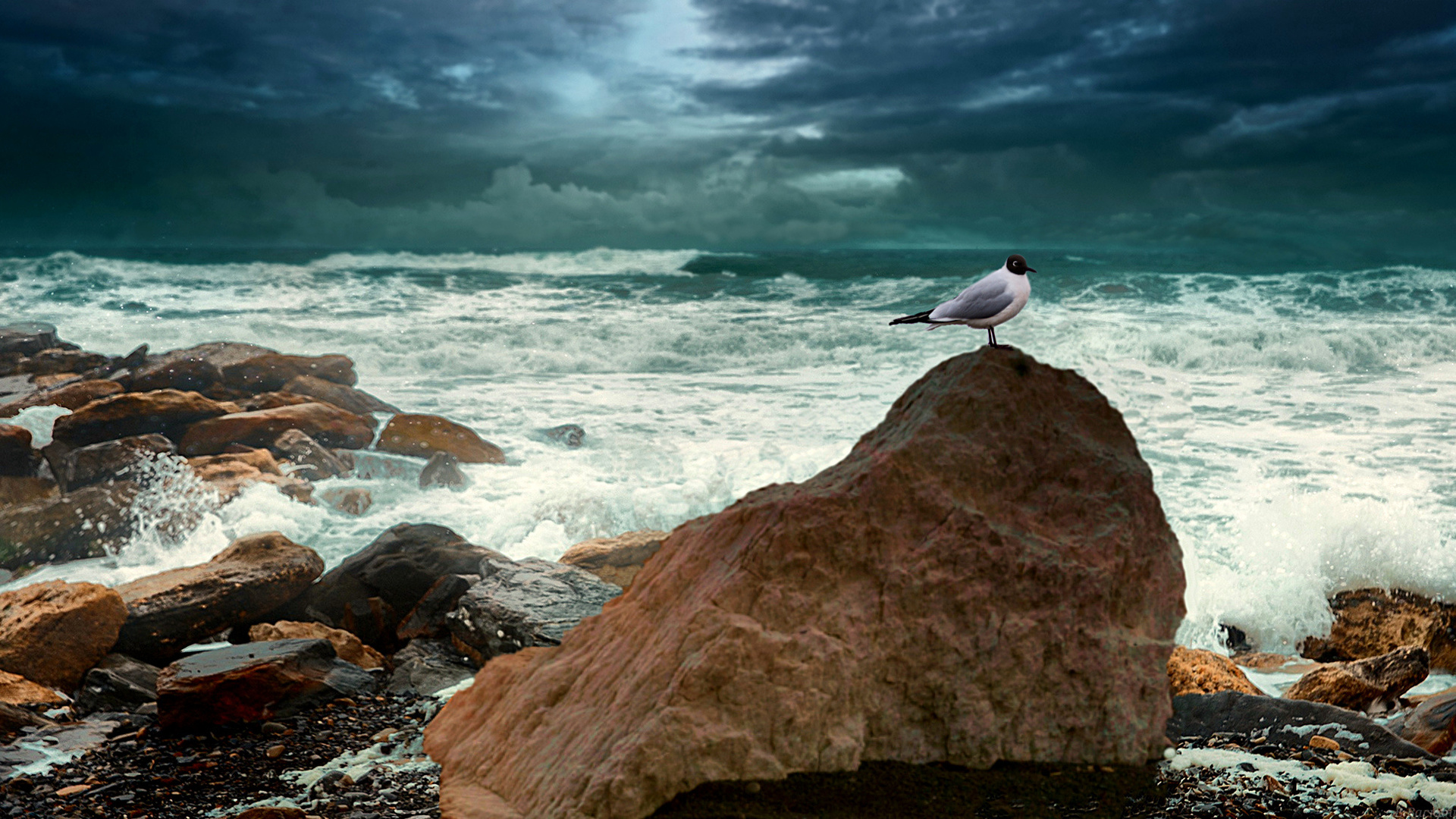 Береговая чайка. Чайка на море. Чайки на камнях. Море, Чайки. Море берег Чайки.