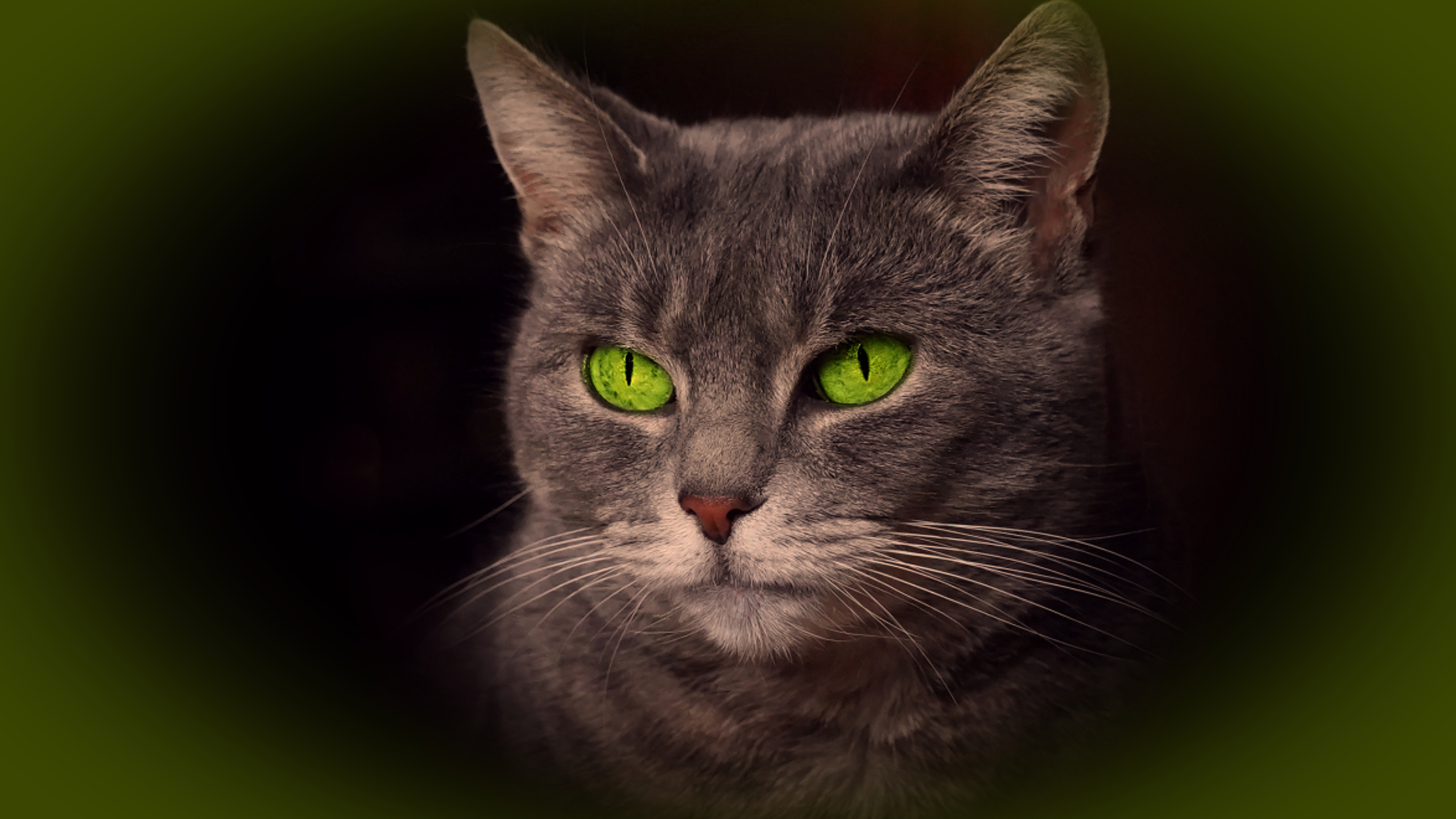 Мяу 4. Фон кошки. Кошачий глаз фон. Кошка лицо на однотонном фоне. Cat Fon Verde.