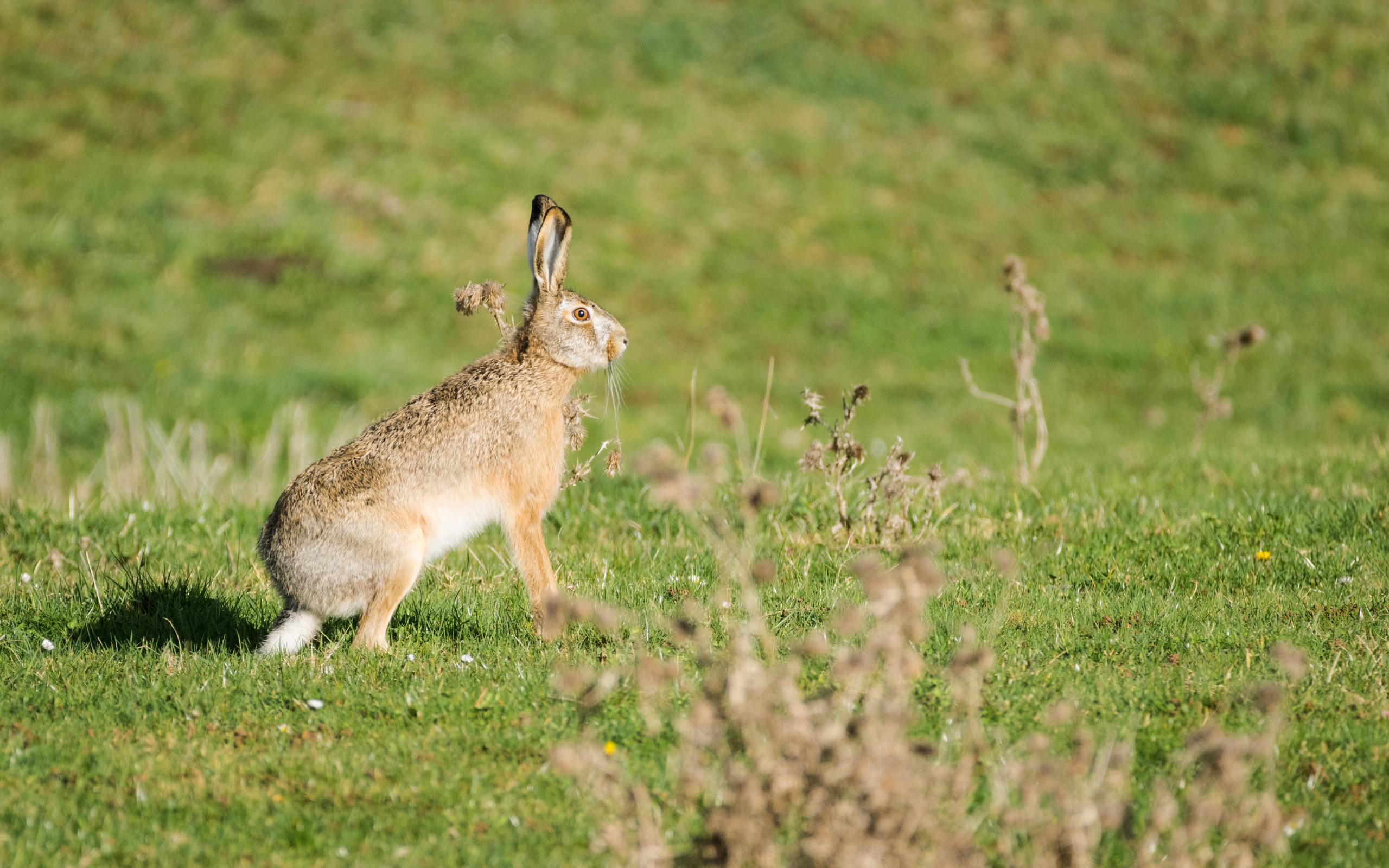 Мире животных зайцы. Заяц обои. Заяц зверь Ярилин. Заяц на задних лапах. Танцующий заяц.