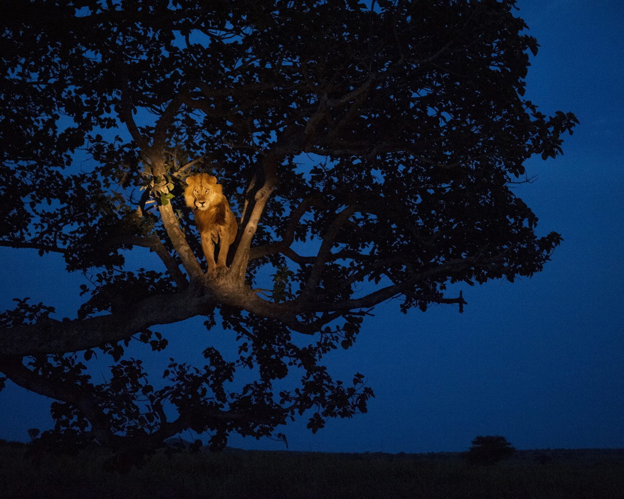 Дикая природа планеты. Дерево ночью. Сидит на дереве. Лев на дереве. Ночное дерево.