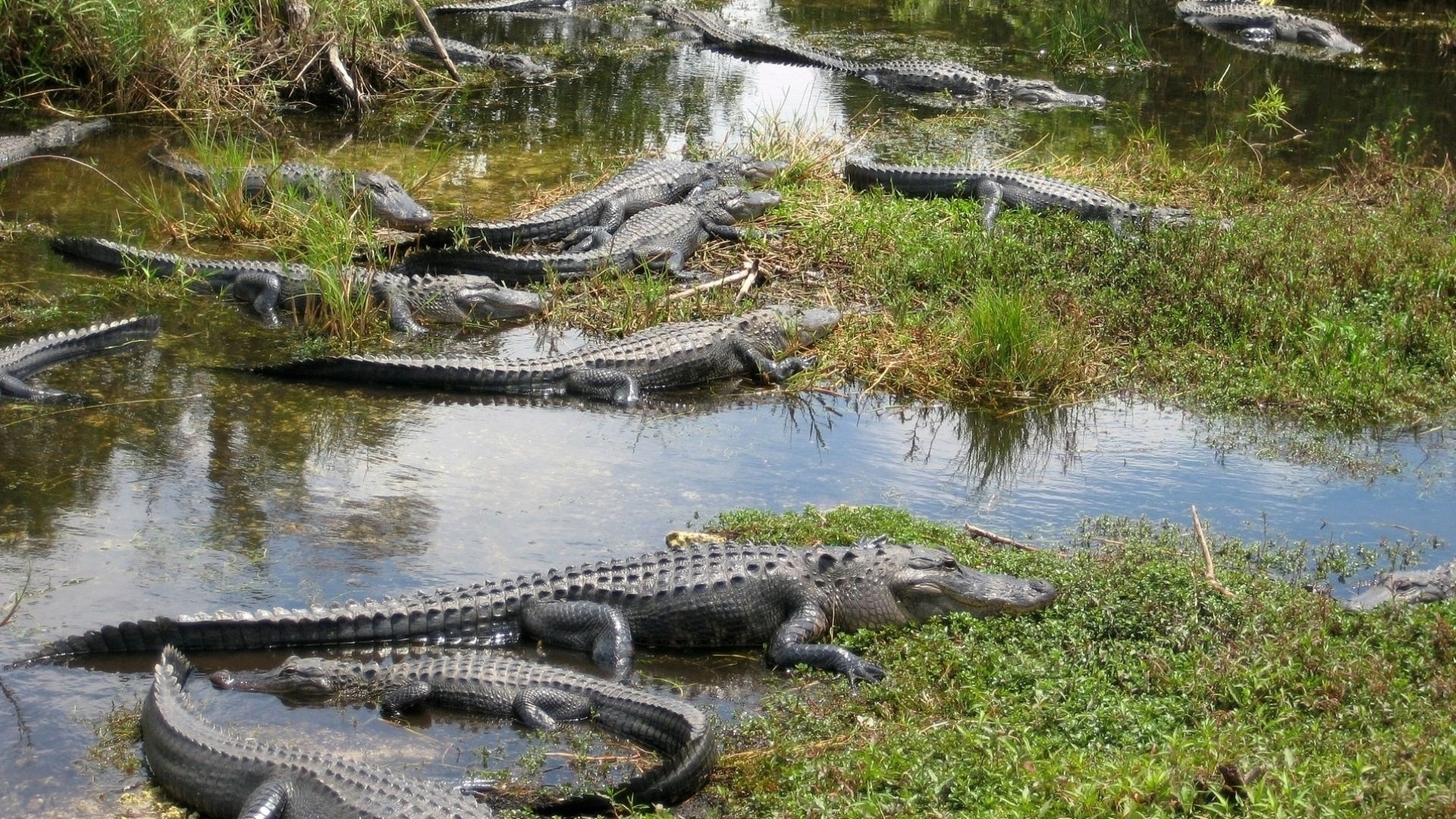 Крокодил в водоеме. Болота Эверглейдс. Река Эверглейдс. Болото Манчак Аллигаторы.