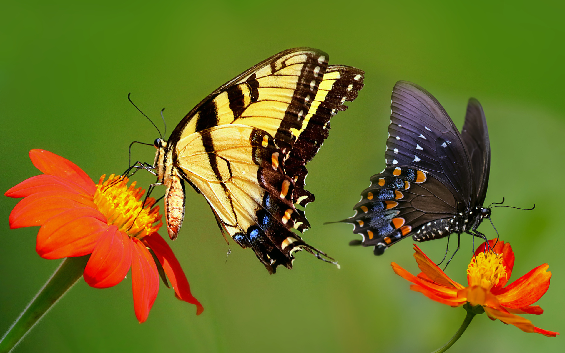 Бабочки фото высокого разрешения