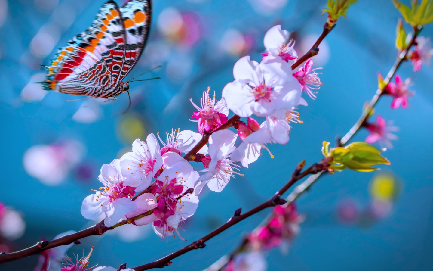 Дни цветения sky. Бабочка на Сакуре. Заставка бабочки и Сакура. Сакура с бабочками картинки. Цветы для фона Навруз.