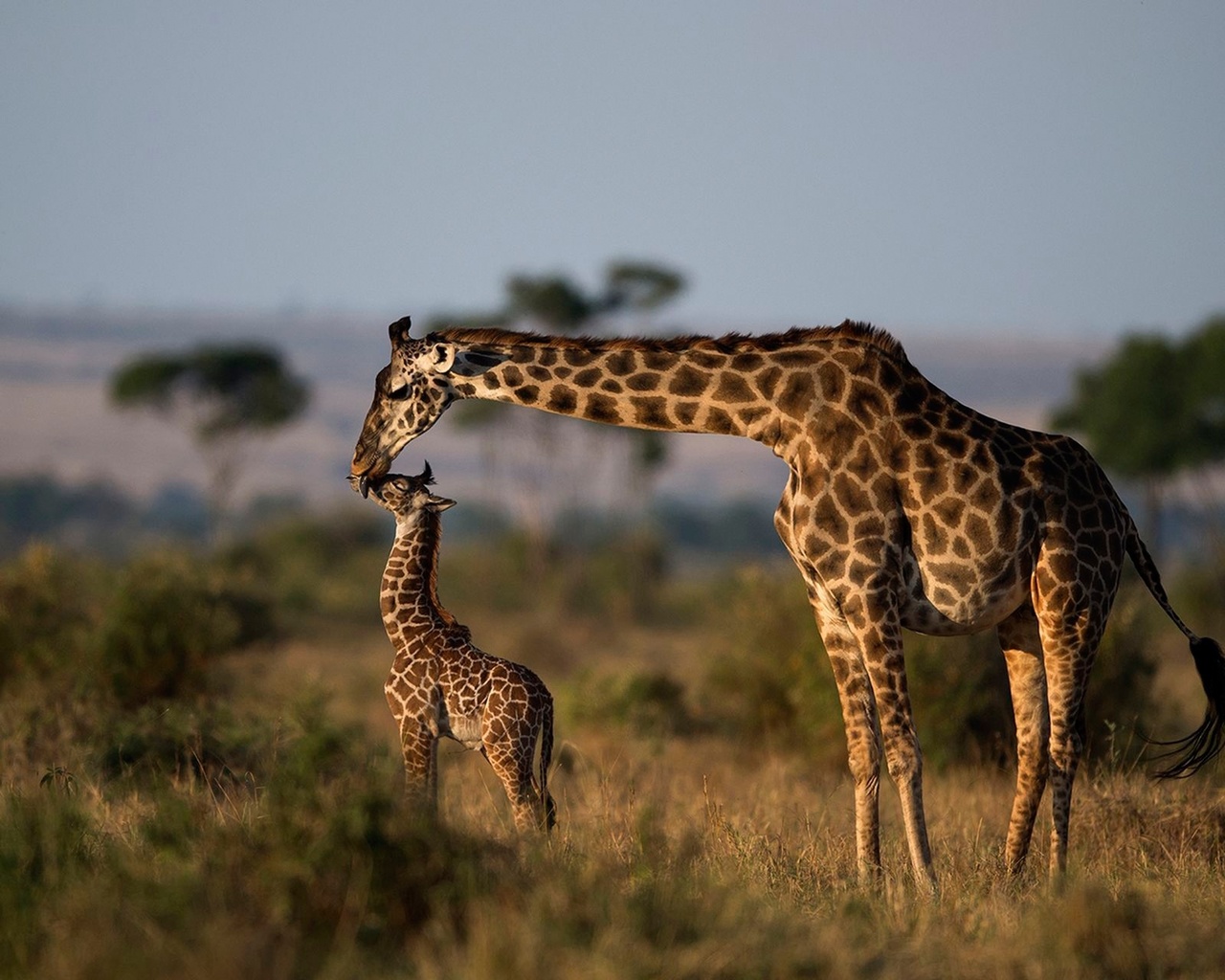 Каждое утро в африке. Жирафы в Африке. Западноафриканский Жираф. Африка картинки. Доброе утро Африка.