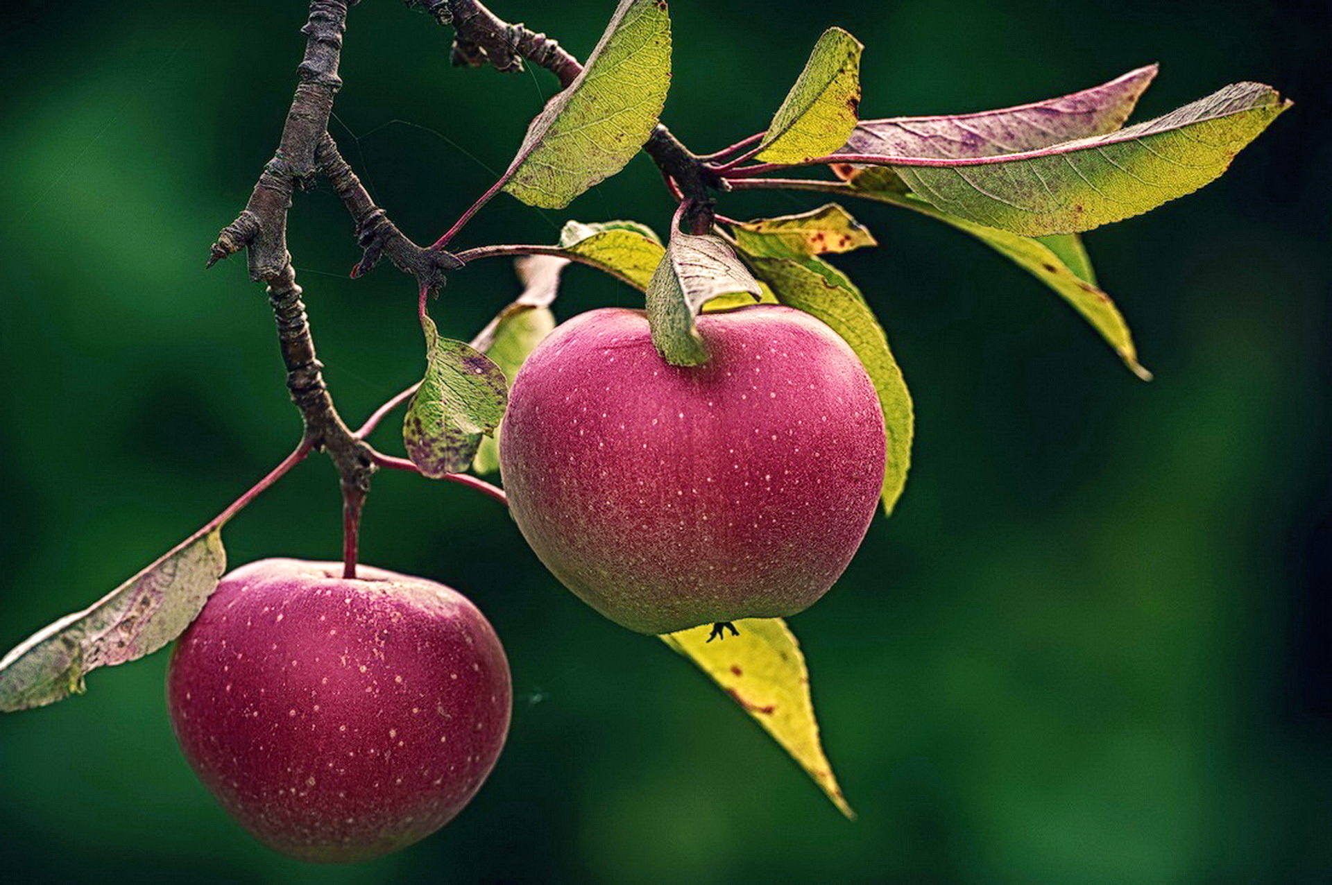 К чему снятся красивые яблоки. Яблоня Санданс. Яблоки Пинк леди. Яблоки на ветке. Плод яблони.