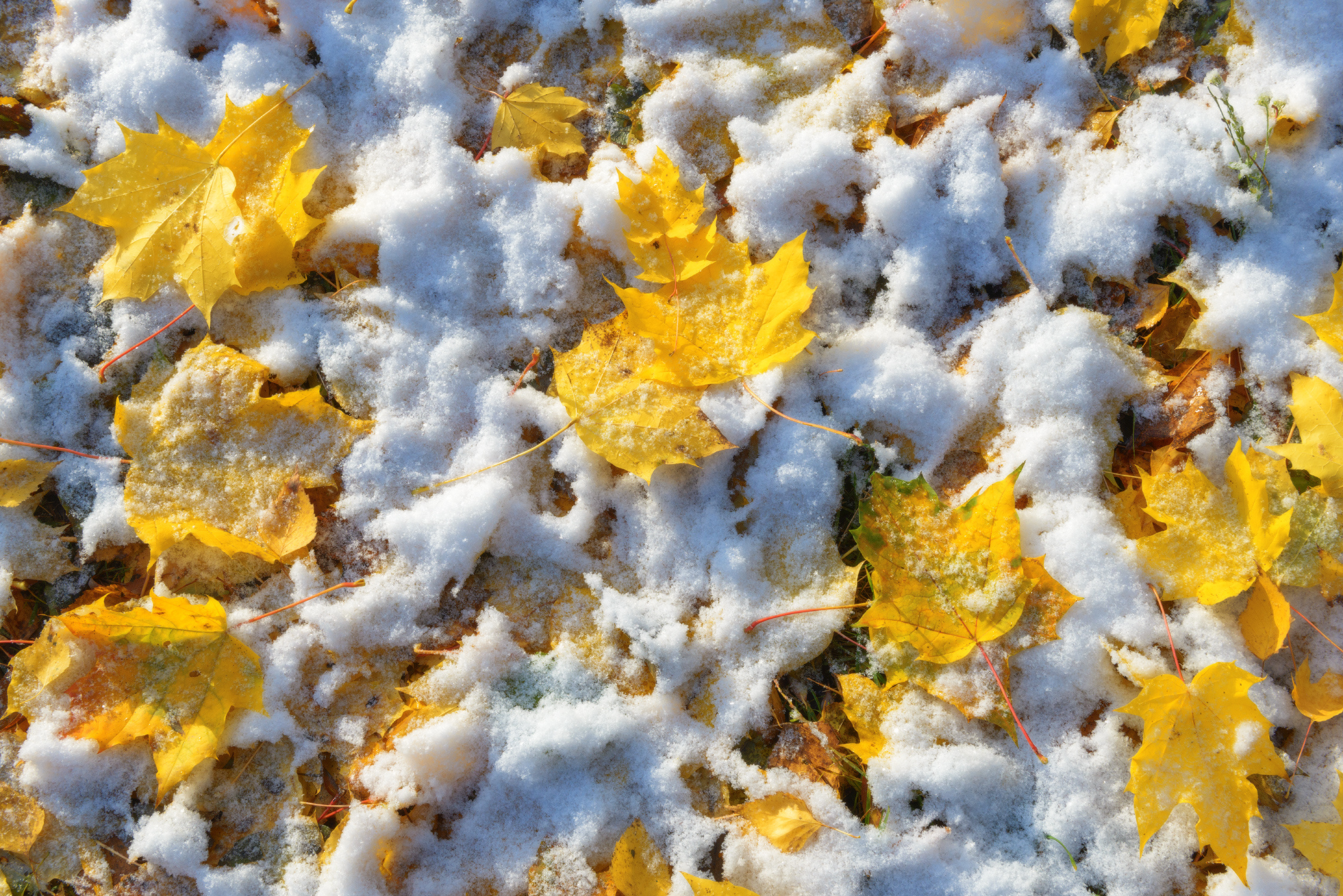 Сугробы листьев. Листья в снегу. Первый снег. Желтые листья и снег. Желтая листва в снегу.