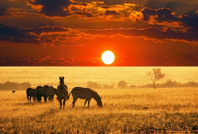 сафари, африканский закат, зебры, красивое небо