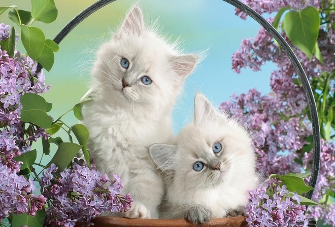 котята в сирени, белоснежного окраса, голубые глазки