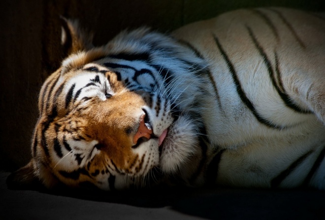 сон, тигр, беззаботность