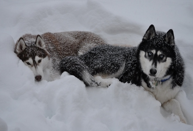 валяются на снегу, большие, северные собаки