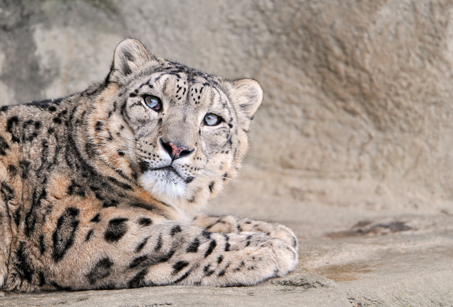 snow leopard,  , , 