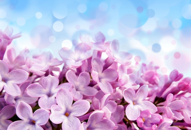 , , , , , Pale red-violet flowers