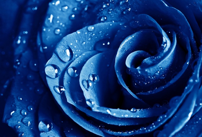 , , The blue rose, 