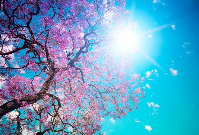 Beautiful tree blossom, дерево, цветение, розовые, лепестки, ослепительное, солнце, голубое, небо, красота
