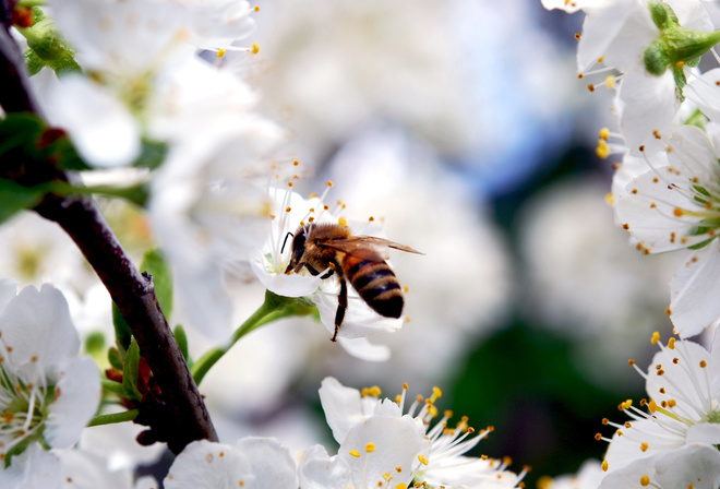 Пчела, насекомое, ветка, вишня, белые, цветы, лепестки, цветение, весна, природа, красота