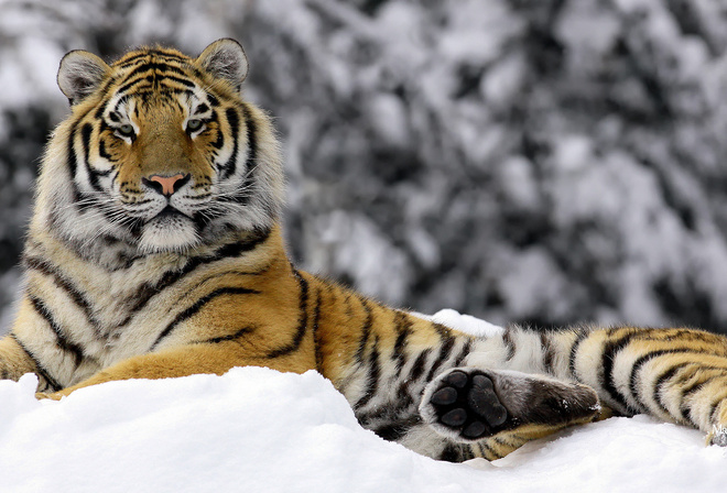 Mashka in winter, ����, ����