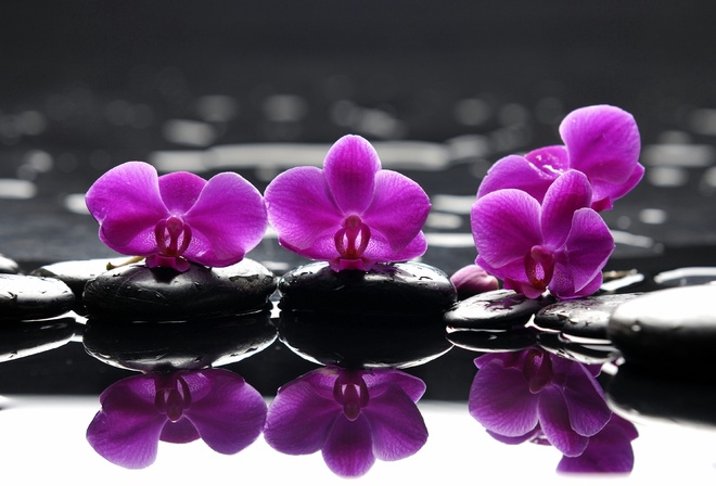 , , Spa, , , , purple flowers