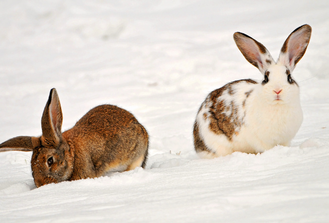 , two rabbits in the snow, , 