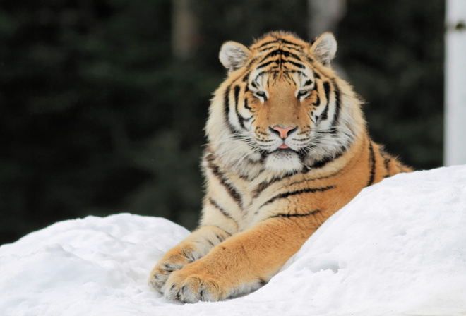 ����, ����, ����