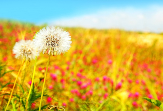 Beautiful field, , , , , dandelions, 