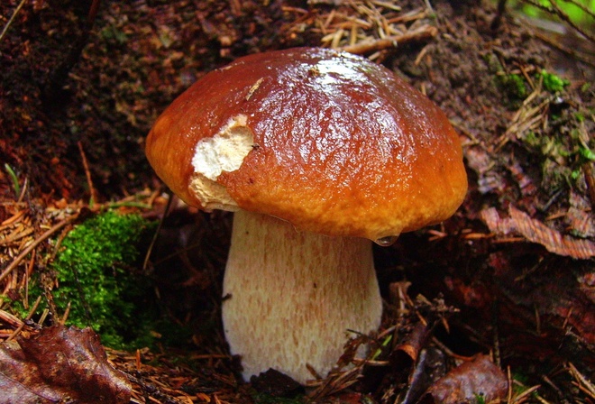 ������, 9