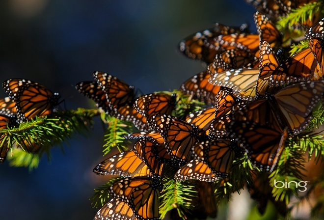 ������, 4