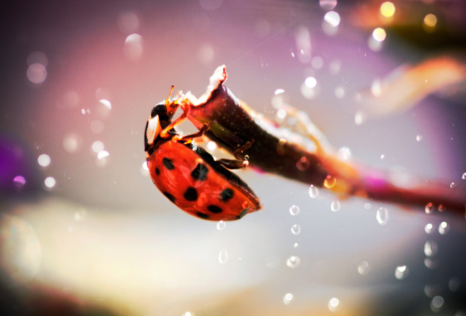  , , , Ladybug, , , 