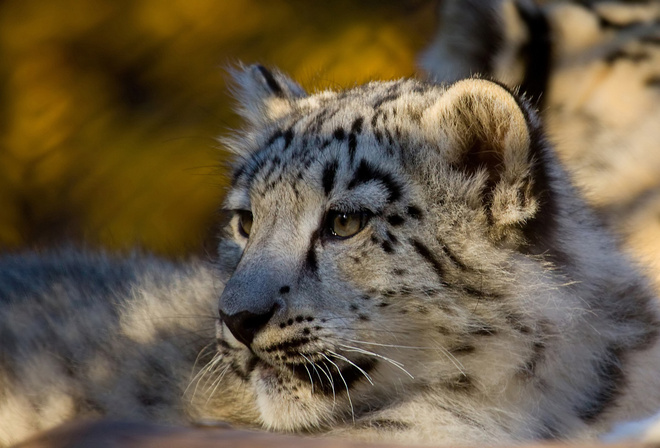  , snow leopard, , , 