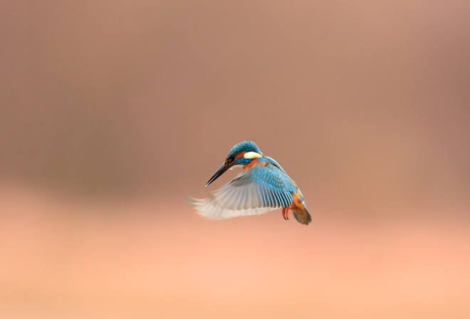 kingfisher, alcedo atthis, , 