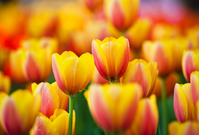 yellow, macro, tulips, flowers, , , , 