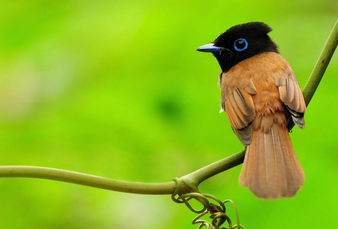 asian paradise-flycatcher, , , , 