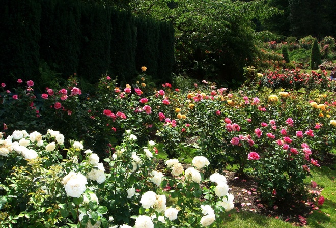 Portlands International Rose Gardens,  