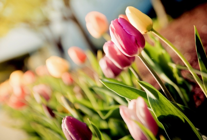 , tulips, , 