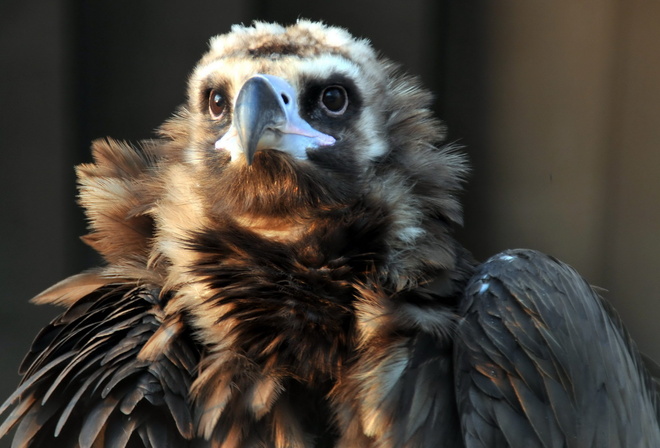 �����, ����