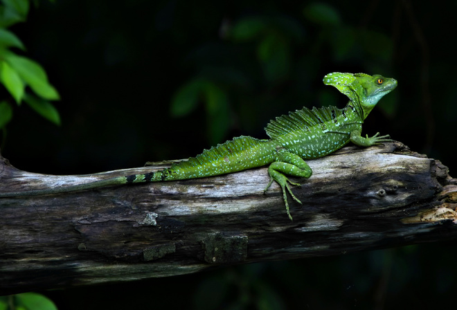 , , , , Basiliscus, 