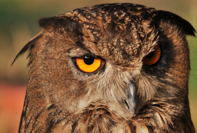 �����, ����