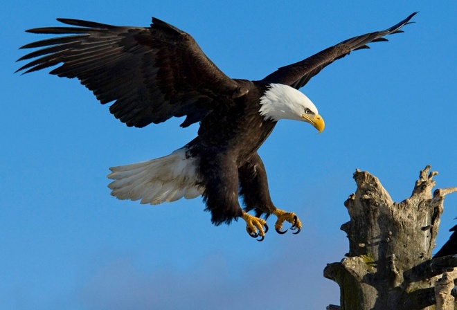 ����, �����