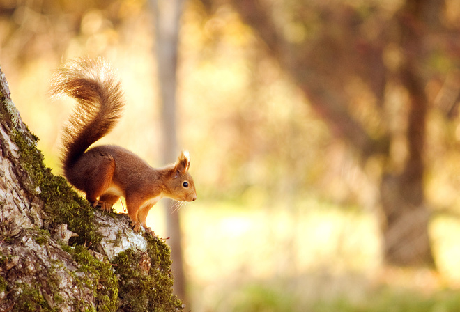 squirrel, , , , , , forest, , tree, bokeh
