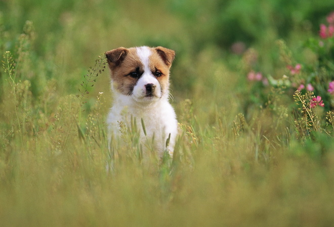 �����, �����, ������