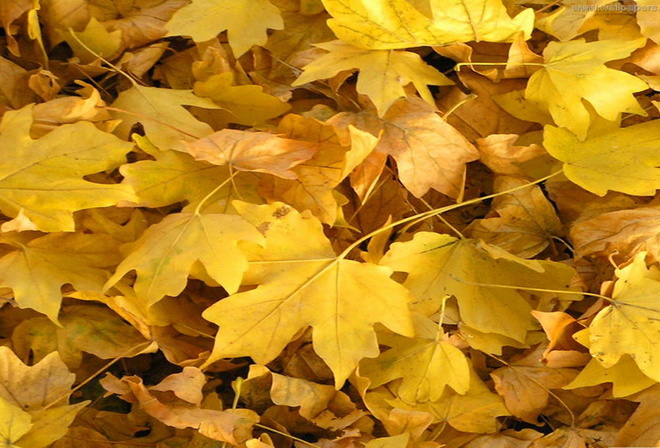 ������, �����, �������