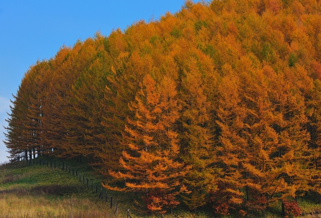 осень золотая, апушка, деревья, лес