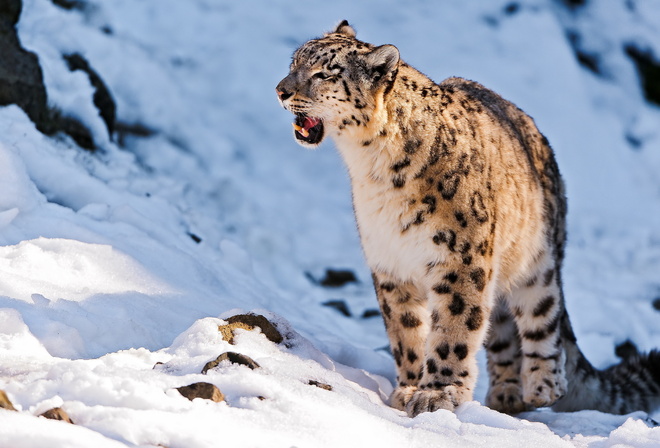 snow leopard, uncia uncia,  , 