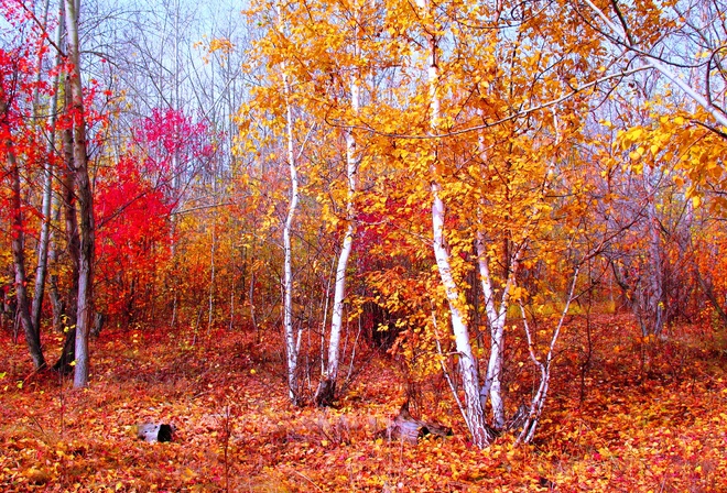 багрец, золото, красный, осень, октябрь, кокшетау, лес, береза, клен, листья, листопад, природа