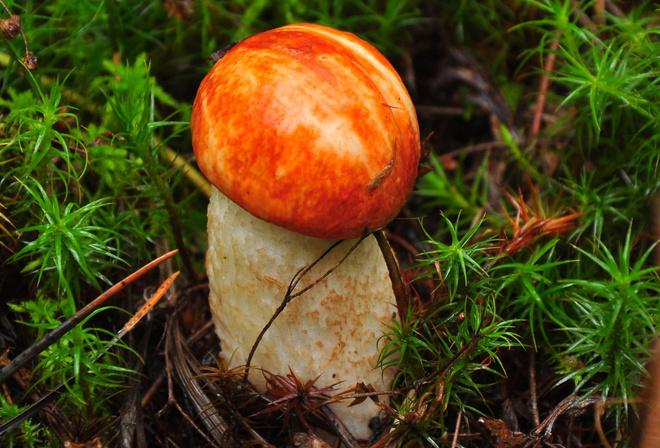 ����, � ����