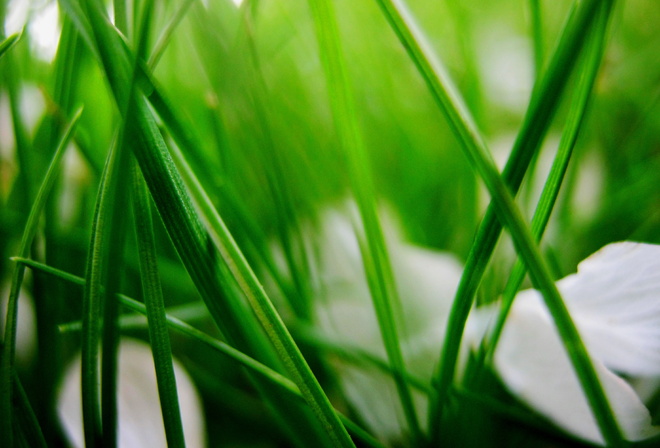 �����, ������