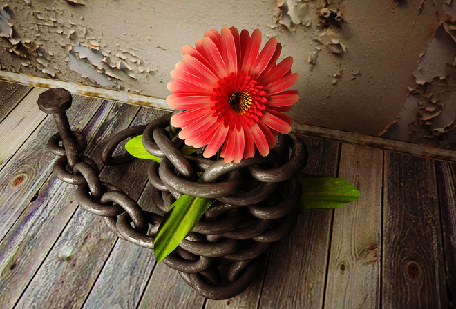 still life, black and white, flower