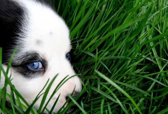 animal, cute, husky, puppy, green, sweet, eyes, dog, grass