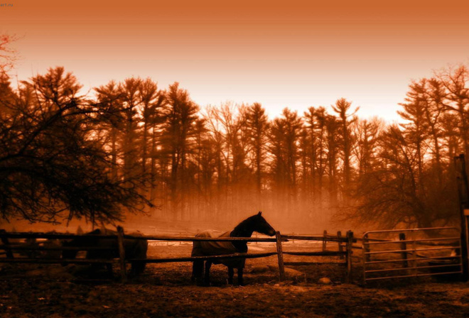 peaceful, golden, horse, morning, animal, , landscape