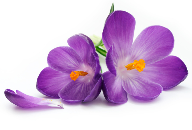 Flower, crocus, , , , petals, flowers